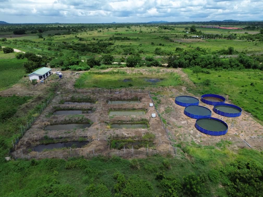 Aquaculture & Biofloc Fish Farming